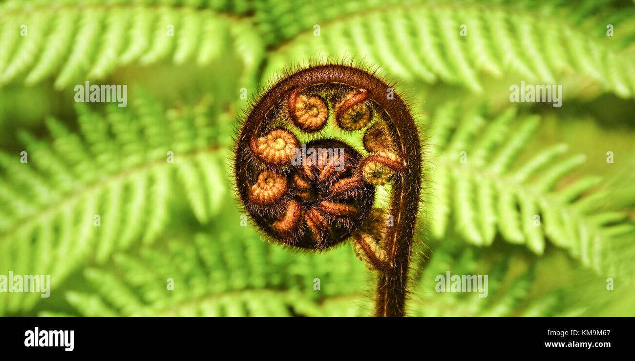 The young, curling frond of a silver fern is called Koru in New Zealand. The term comes from the Maori language and symbolizes among other things the new life. (29 January 2016) | usage worldwide Stock Photo