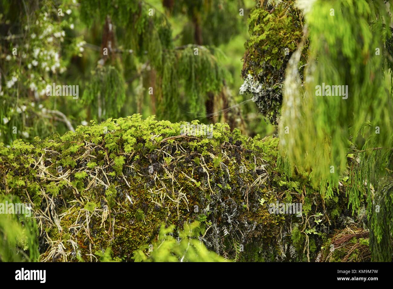 Planting trees rain forest hi-res stock photography and images - Alamy