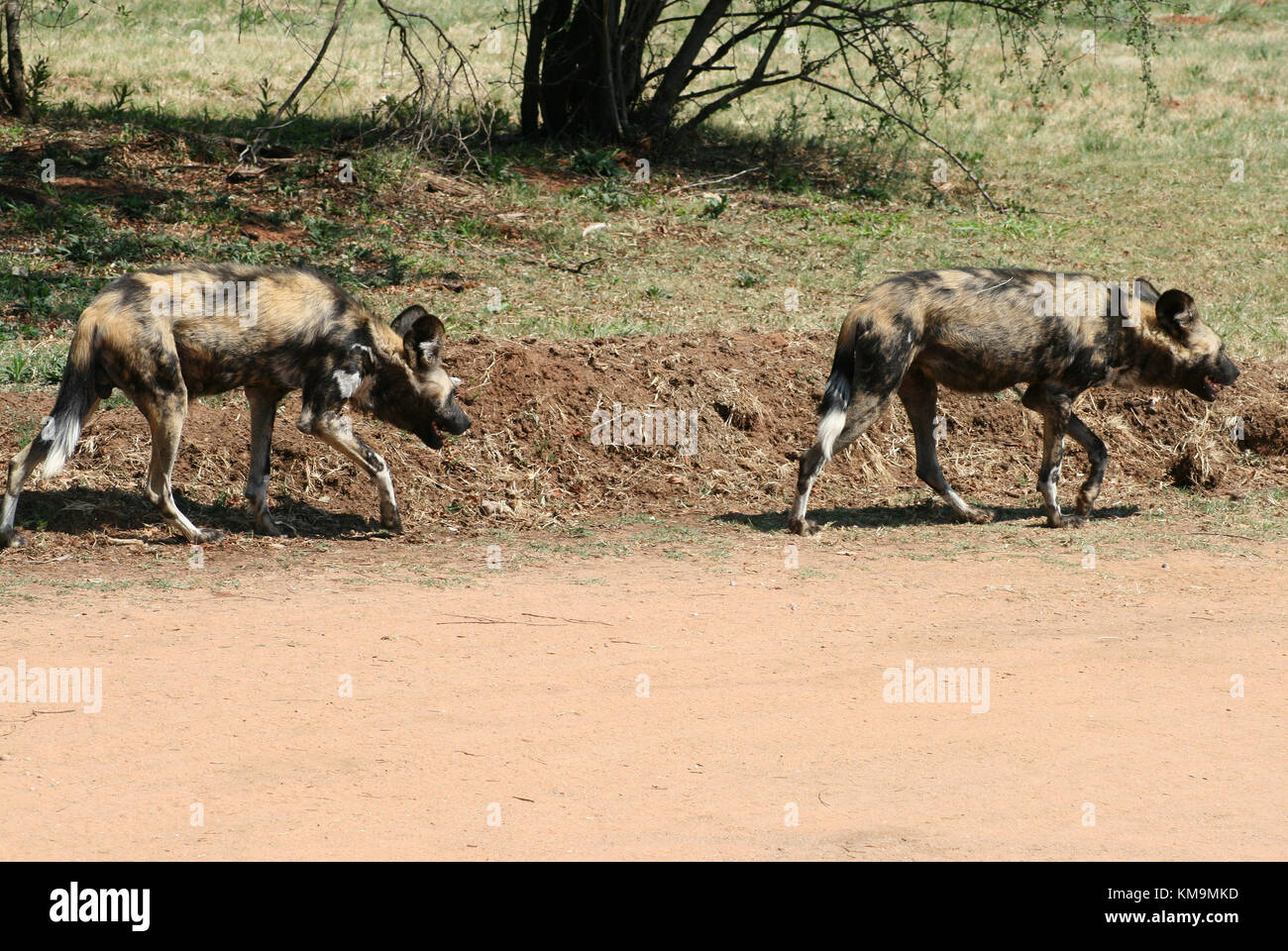 Lion Park, two African Wild Dogs walking, Lycaon pictus Stock Photo