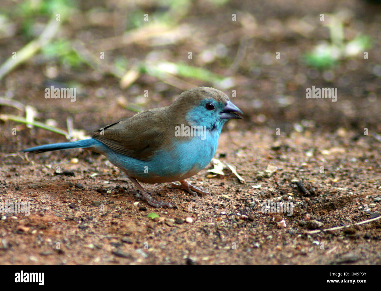 Kruger National Park, Marloth Park, Blue waxbill standing on the ground, Uraeginthus angolensis Stock Photo