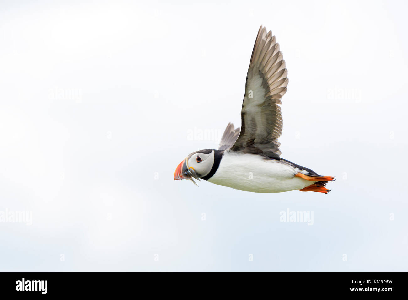 Atlantic puffin (Fratercula arctica) flying with caught fish, Farne Islands, Northumberland, England, UK. Stock Photo