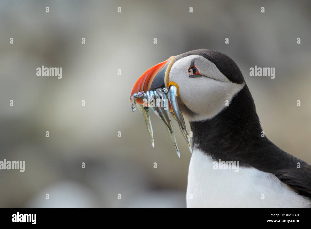 Atlantic puffin (Fratercula arctica) portrait, with caught fish in beak, Farne Islands, Northumberland, England, UK. Stock Photo