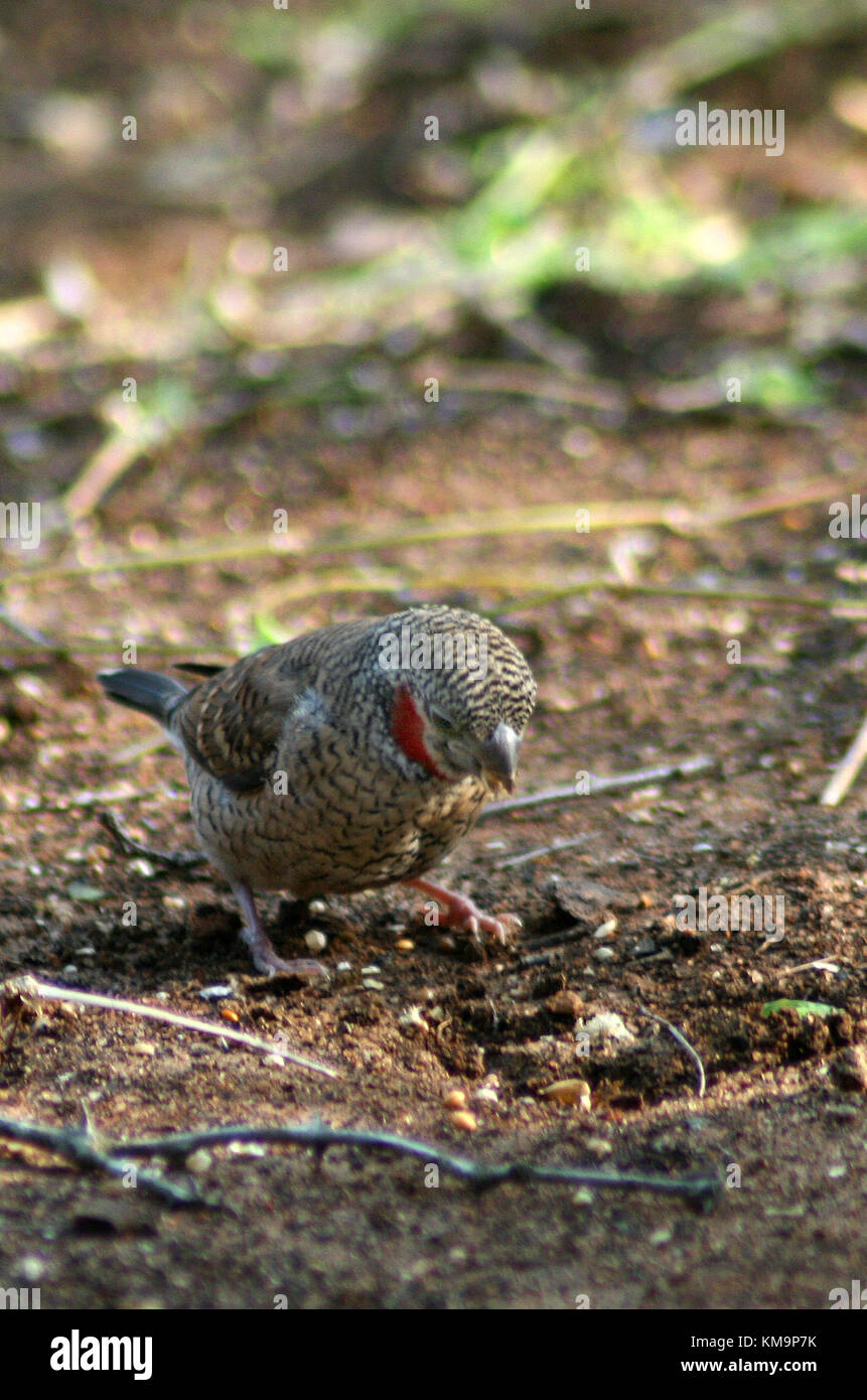 Kruger National Park, Marloth Park ,Cutthroat finch standing on the ground, Amadina fasciata Stock Photo
