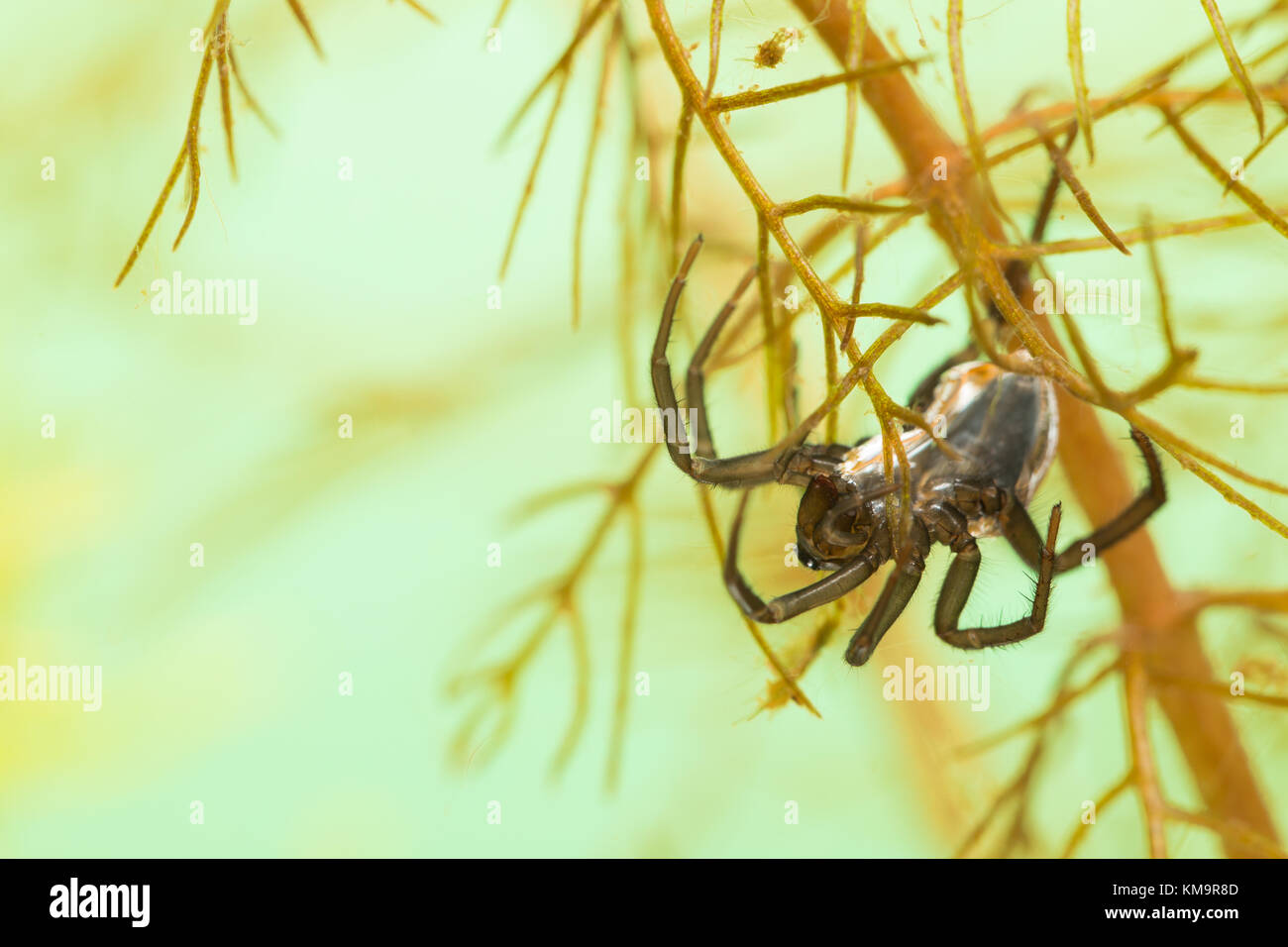Diving bell spider Stock Photo Alamy