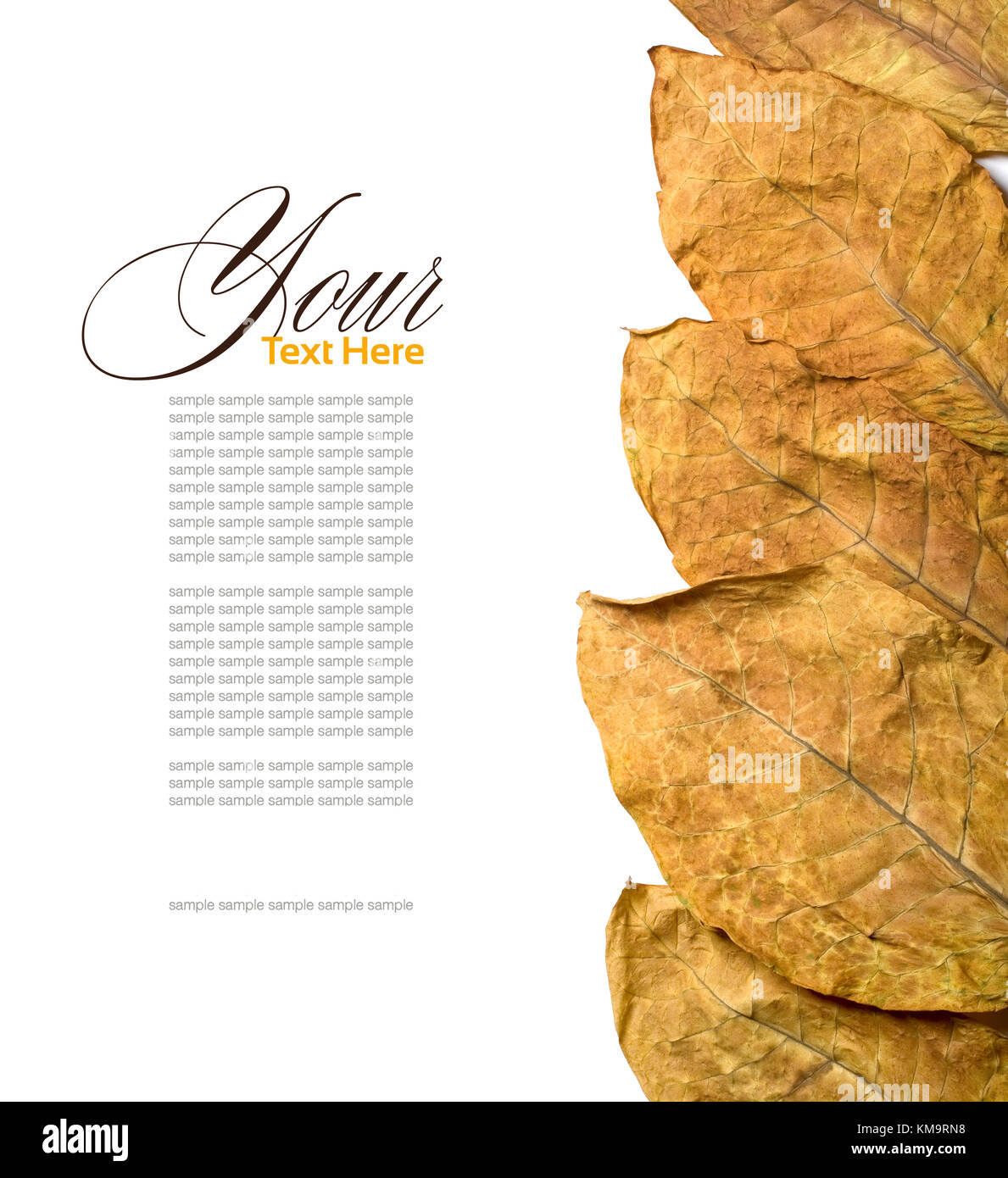 Flue cured tobacco plants hi-res stock photography and images