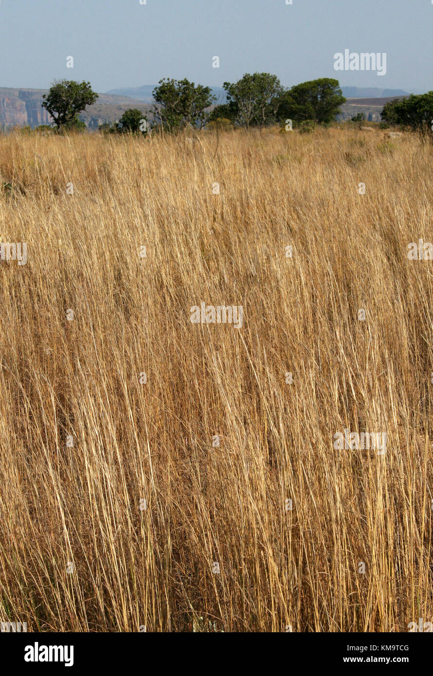 Mpumalanga, South Africa, close-up of dry long grass with green trees in background Stock Photo