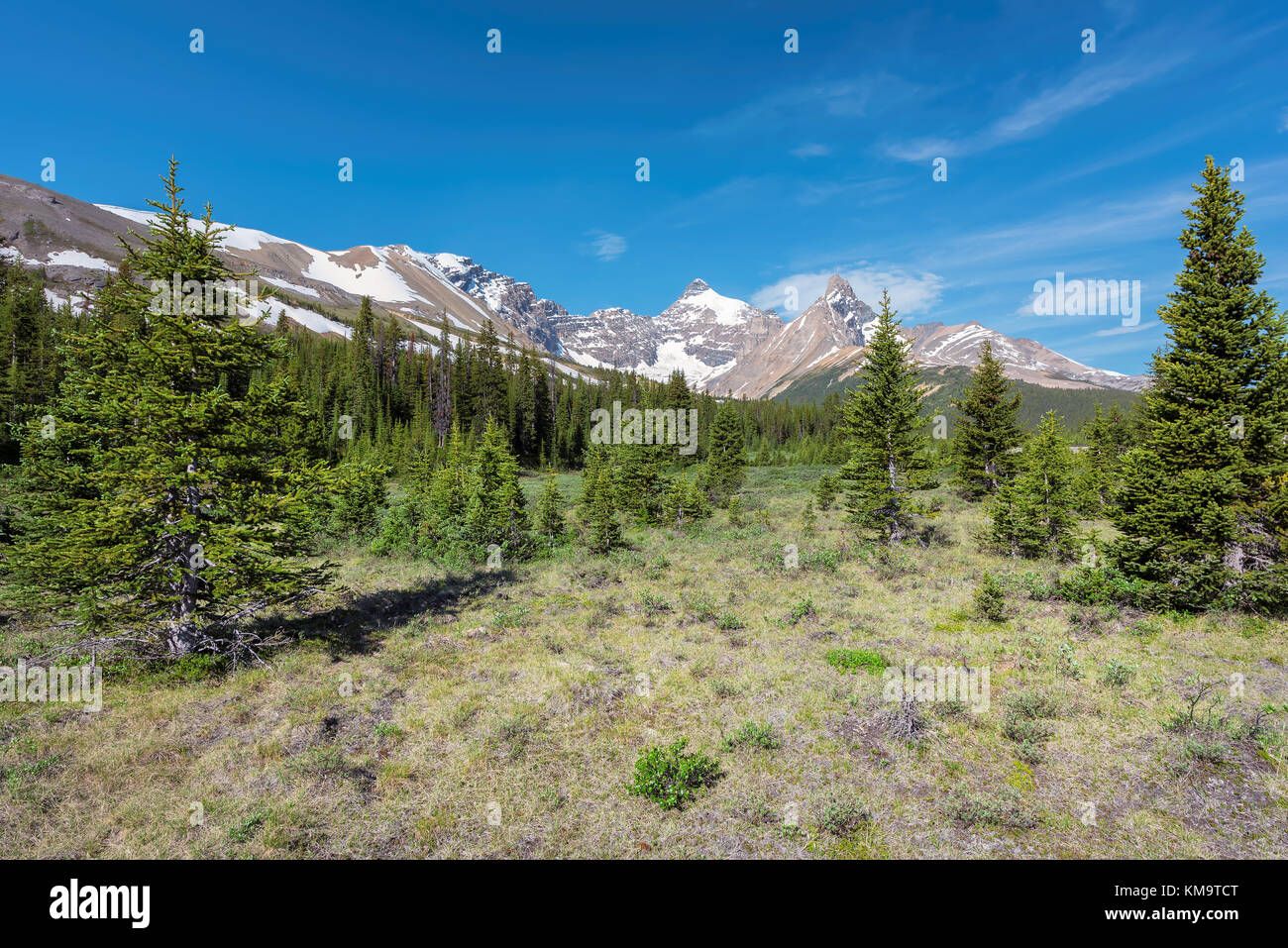 Alpine nature on the foreground and Canadian Rockies on the background. Stock Photo