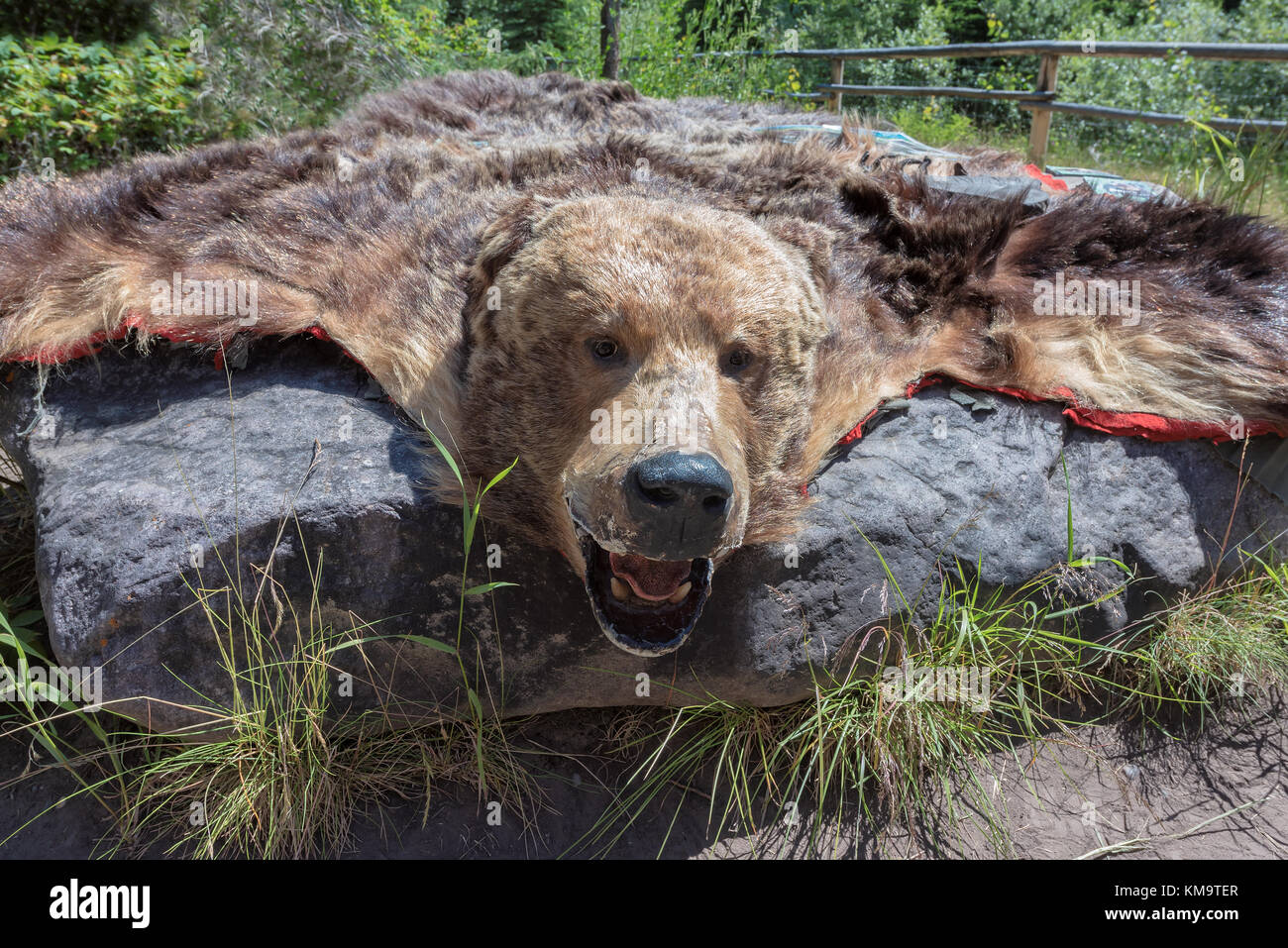 Grizzly bear skin in Banff National Park Stock Photo
