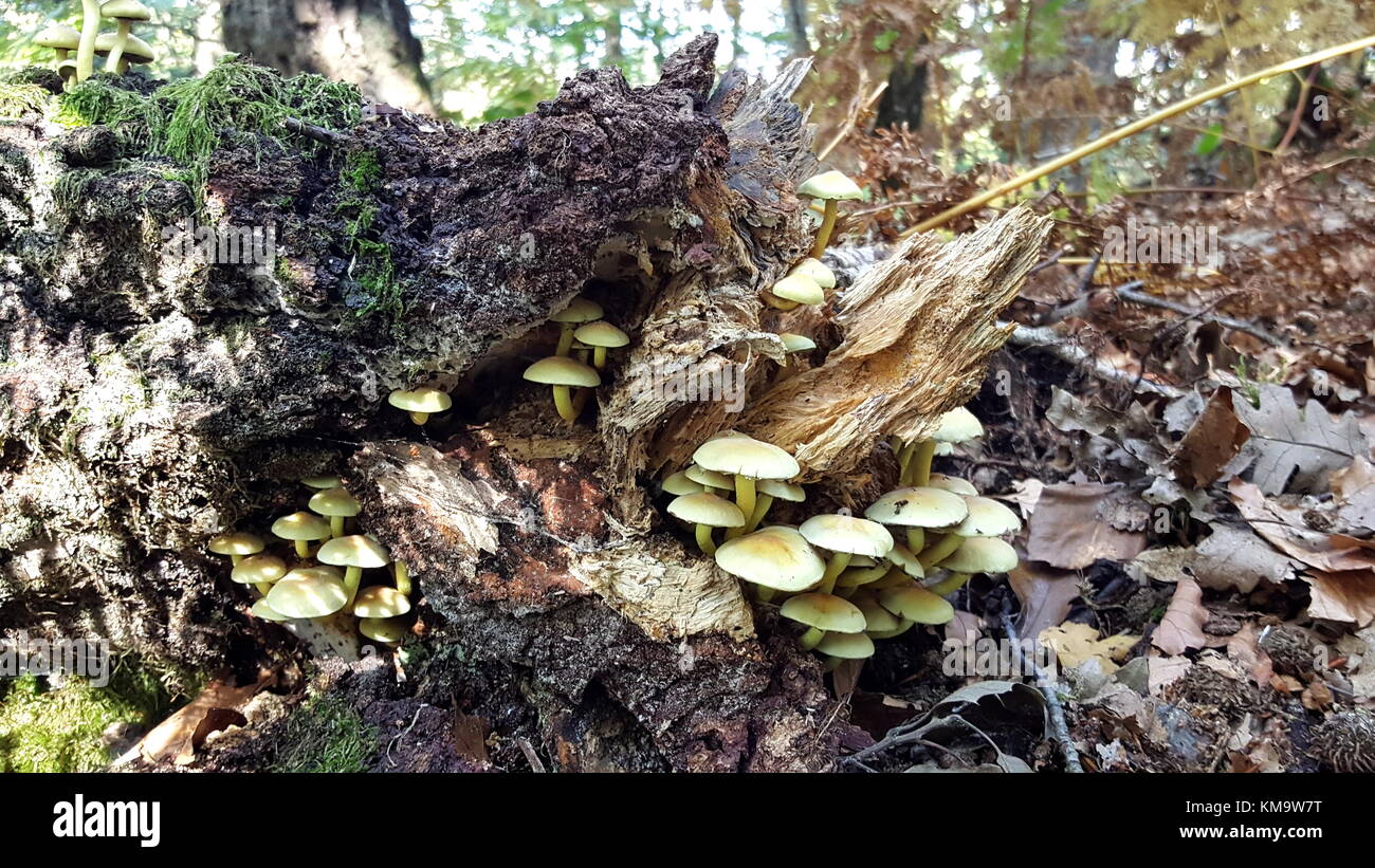 Multiple small yellow mushrooms growing from old dead tree trunk with