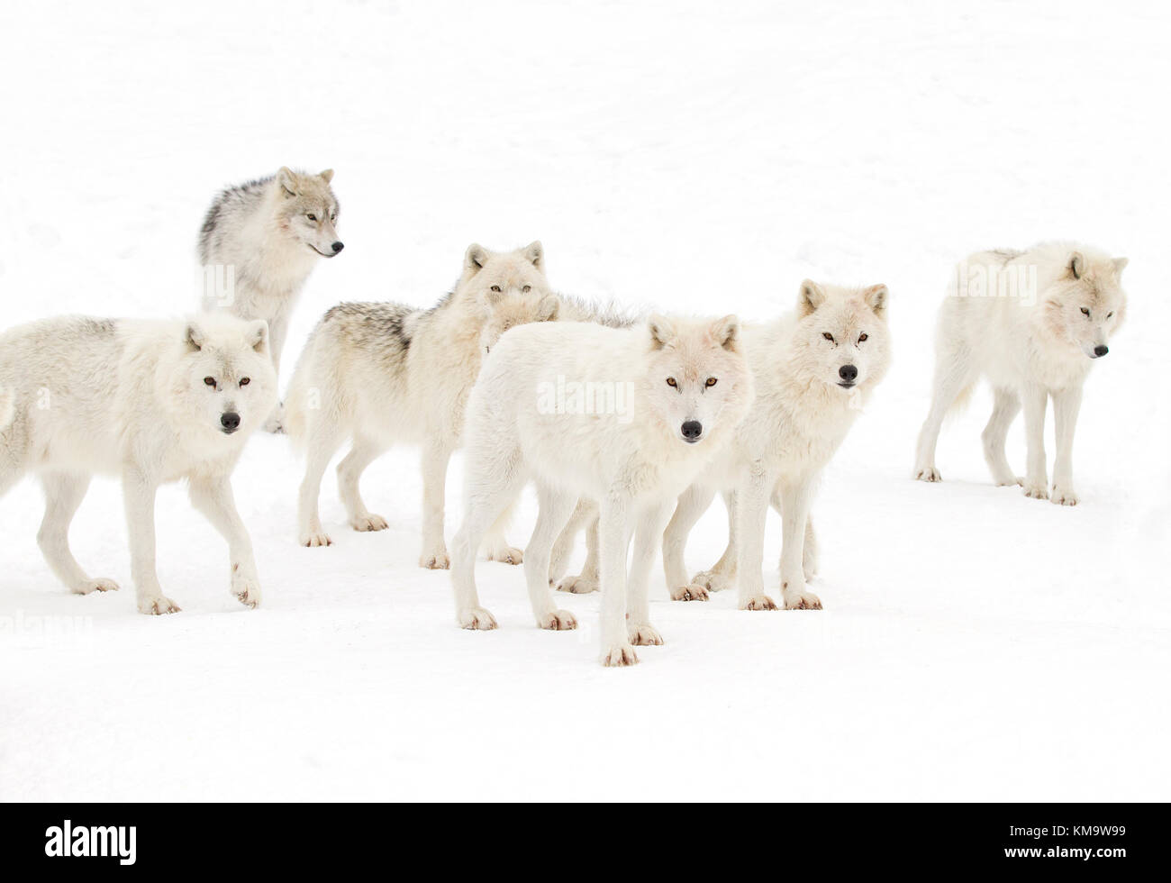 College Pictures Of Arctic Wolves