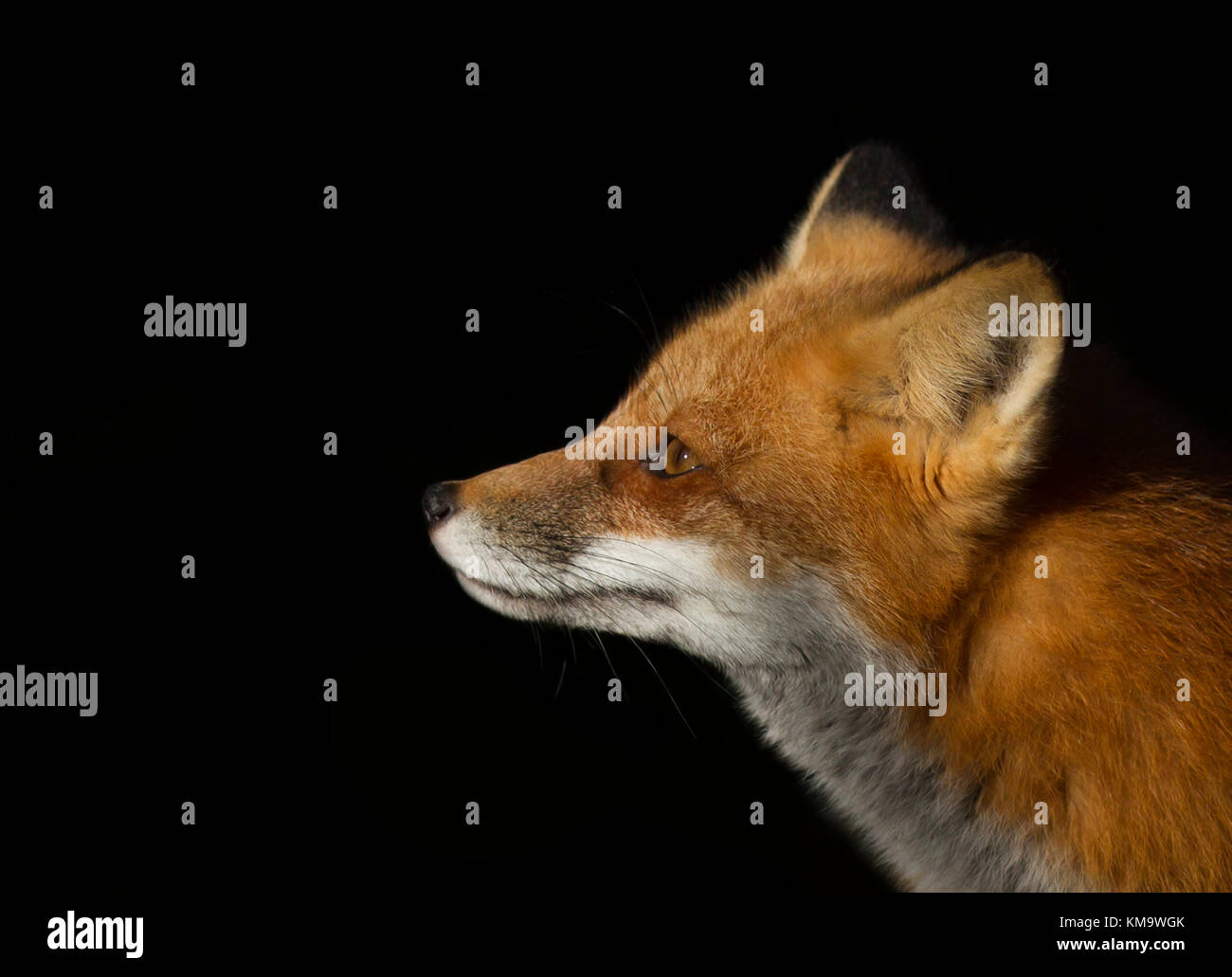 Red fox (Vulpes vulpes) closeup in Algonquin Park in Canada Stock Photo ...