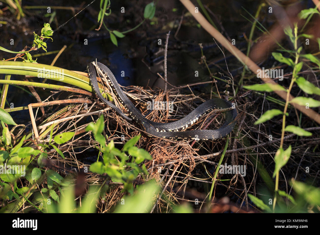 Florida banded Water snake Nerodia fasciata pictiventris suns itself on a log in the Corkscrew Swamp Sanctuary in Naples, Florida Stock Photo