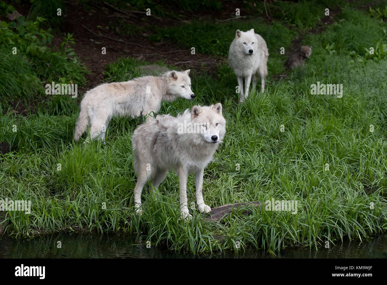 Arctic wolves (Canis lupus arctos) closeup in summer in Canada Stock ...