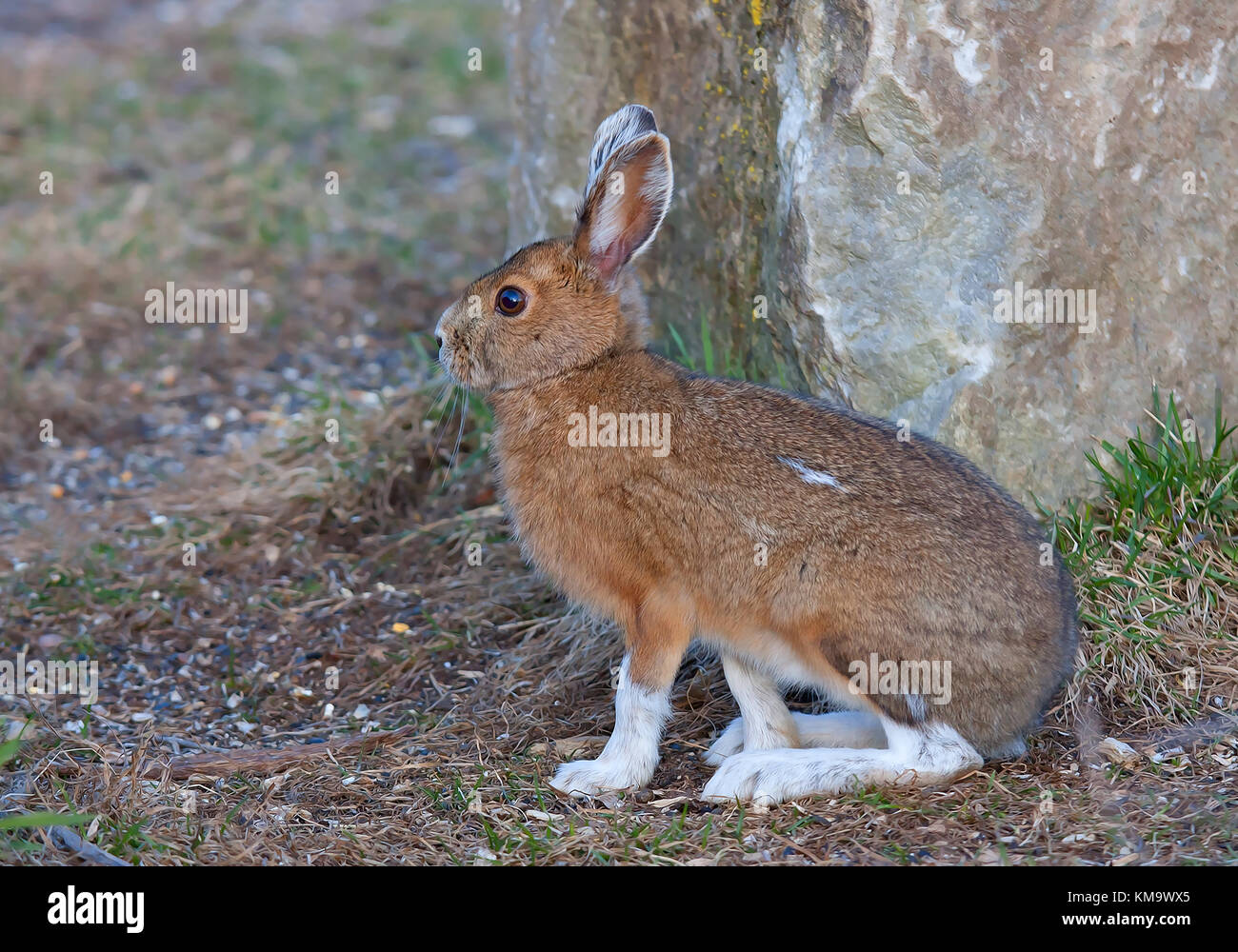 Snowshoe hare lepus americanus hires stock photography and images Alamy