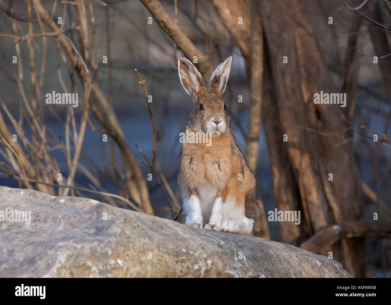 Snowshoe hare or Varying hare (Lepus americanus) in Spring in Canada