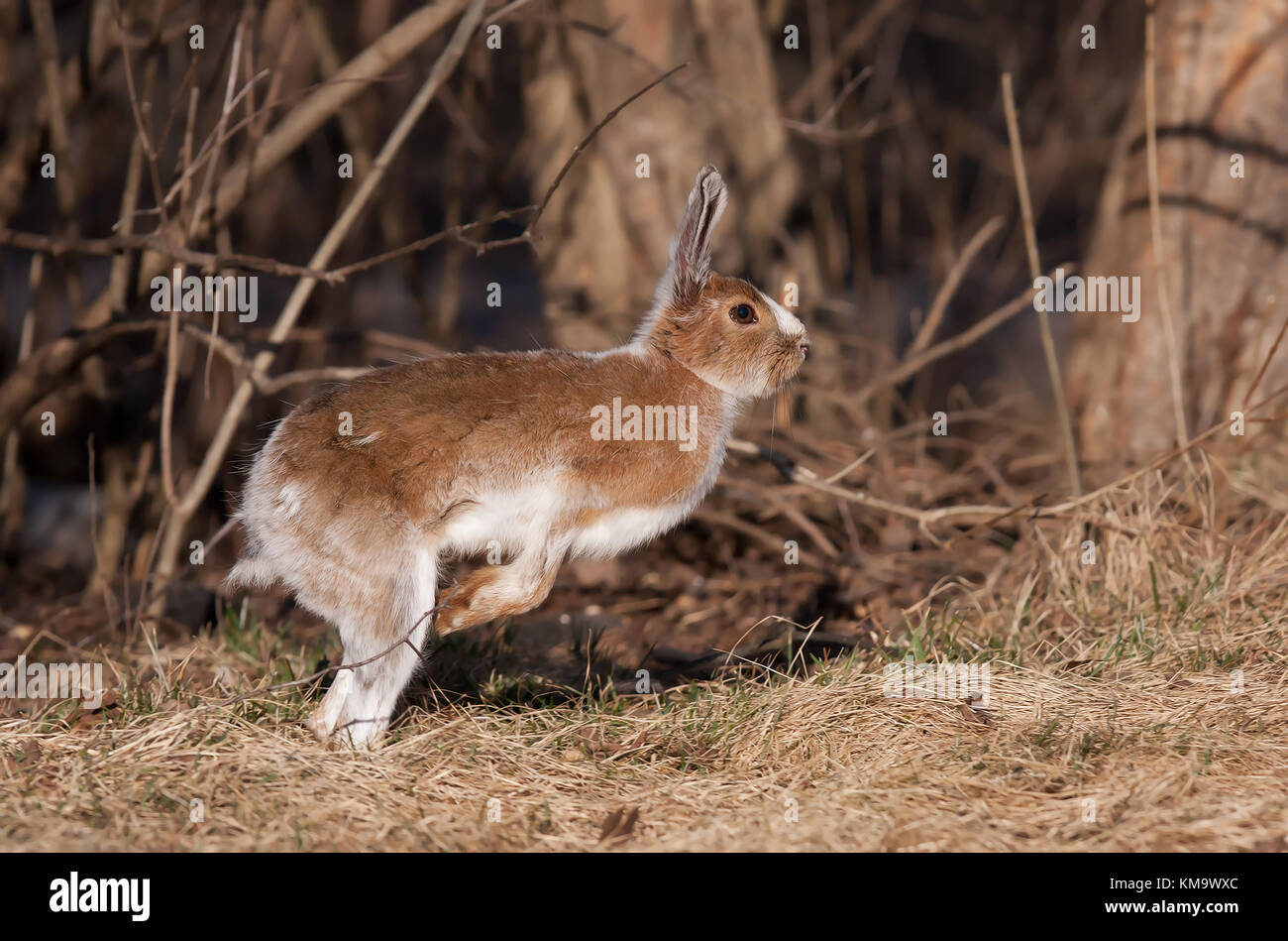 Snowshoe hare or Varying hare (Lepus americanus) in Spring in Canada