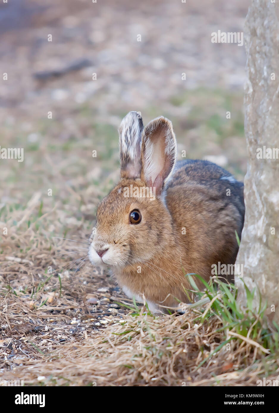Snowshoe hare or Varying hare (Lepus americanus) in Spring in Canada