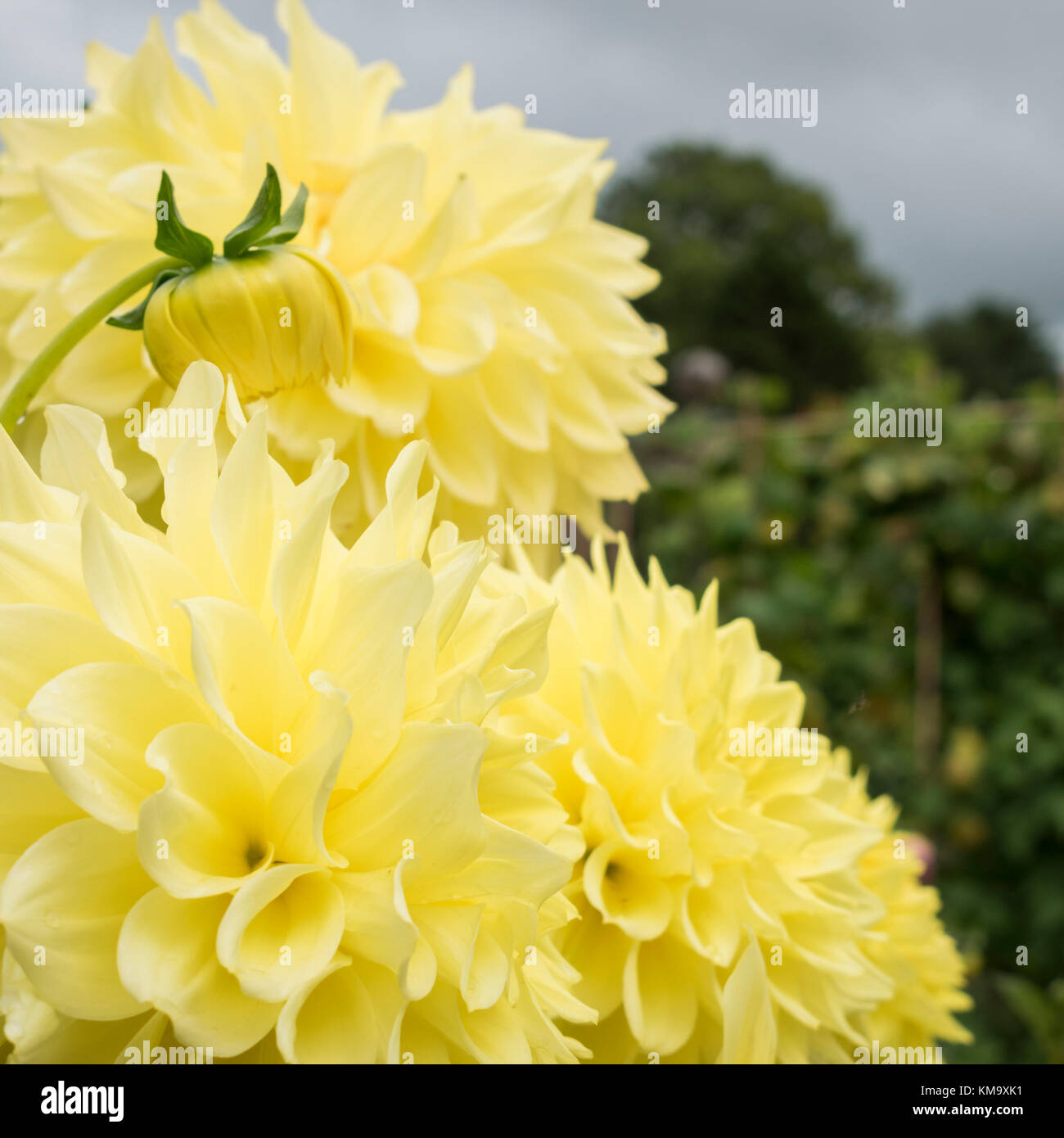 Dahlia's garden border hi-res stock photography and images - Alamy