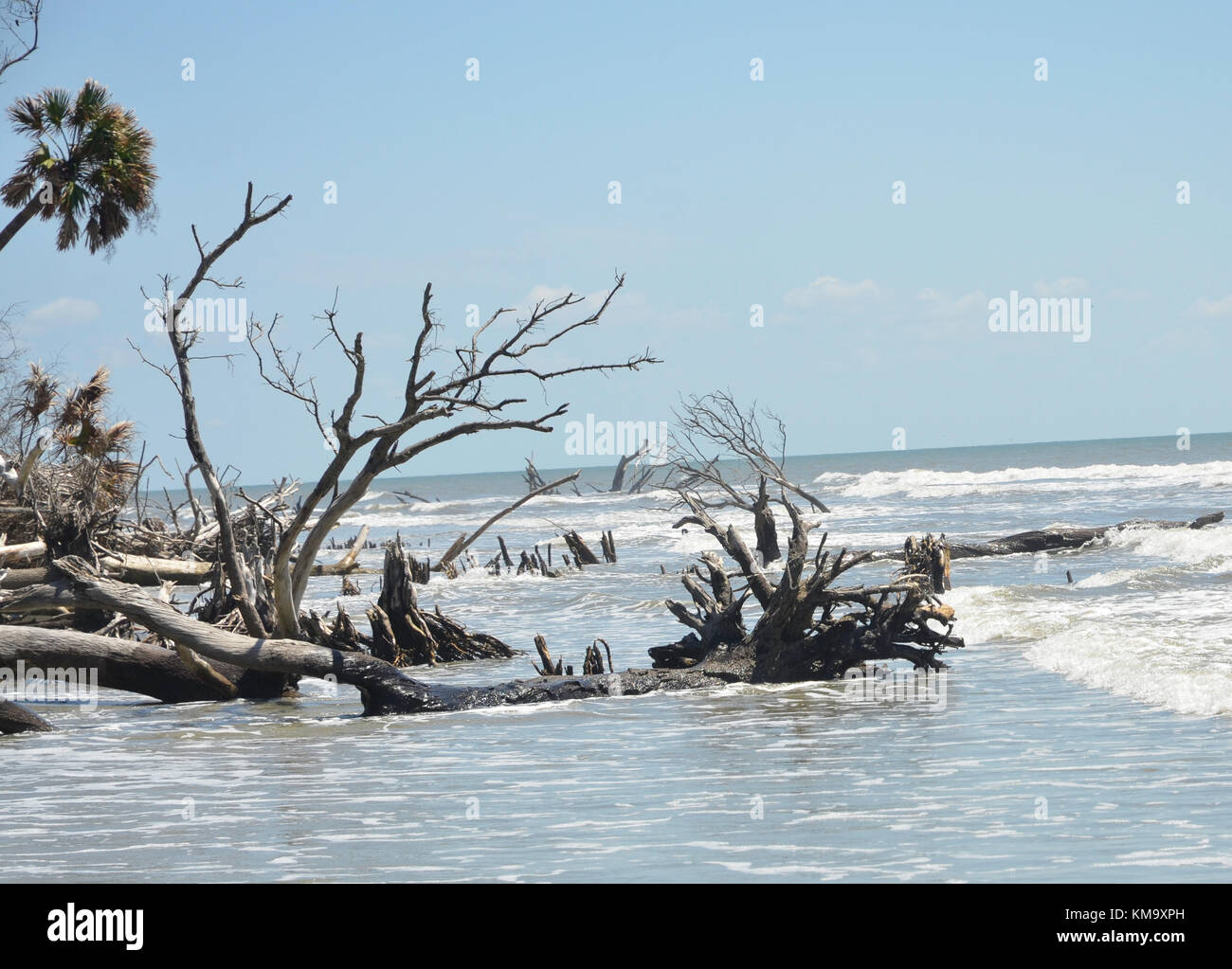 Bulls Island - Boneyard Beach Stock Photo