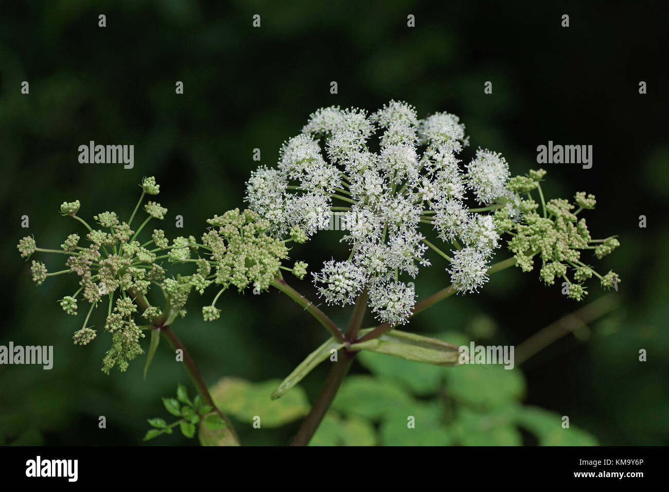 Woodland angelica hi-res stock photography and images - Alamy