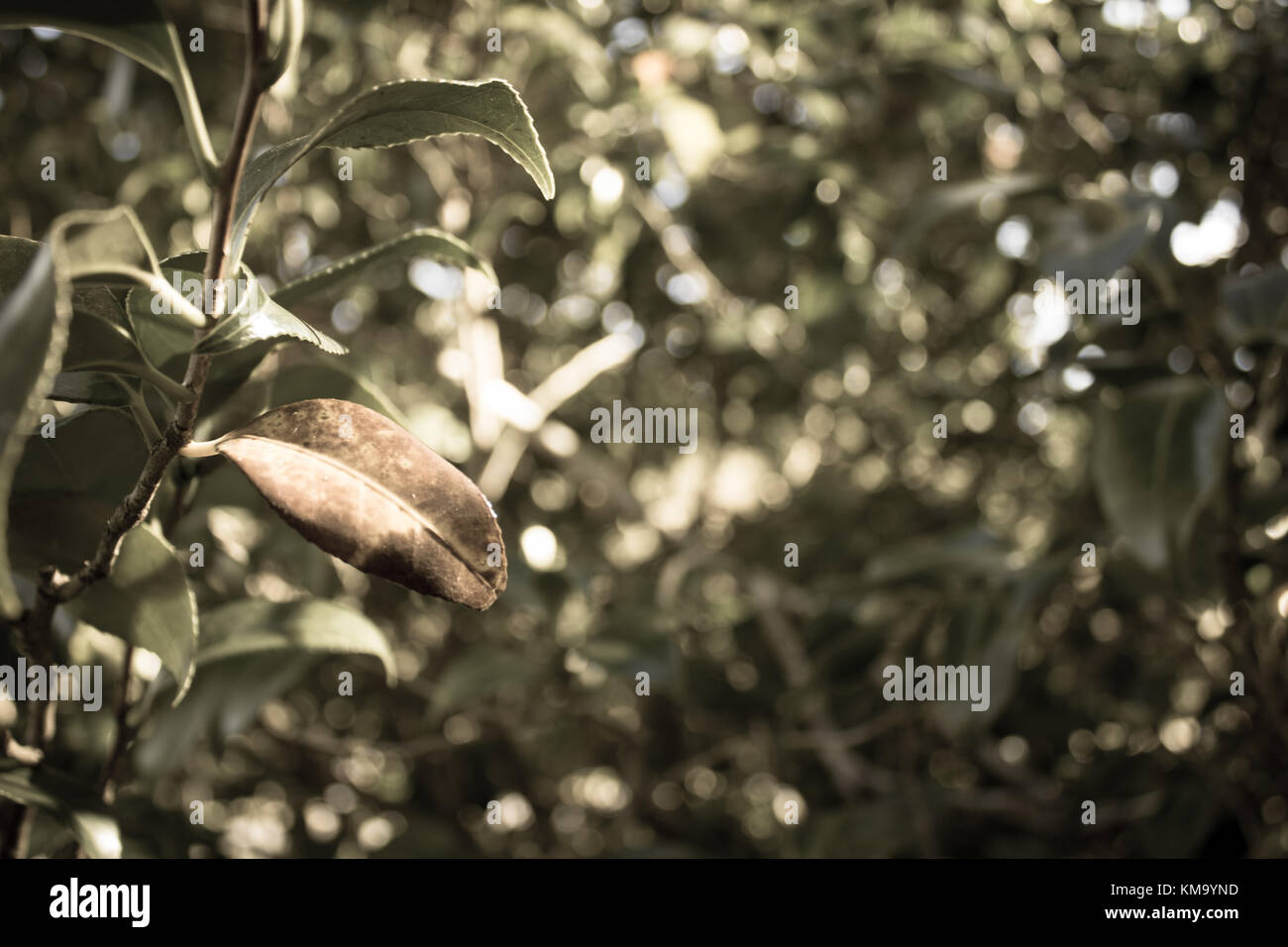 Leaves in the fall Stock Photo