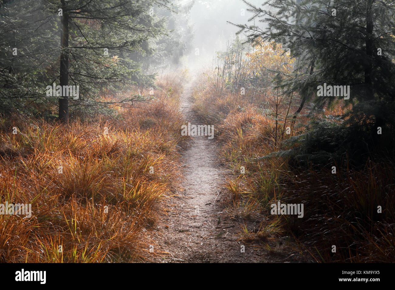 path in misty autumn forest in morning Stock Photo - Alamy