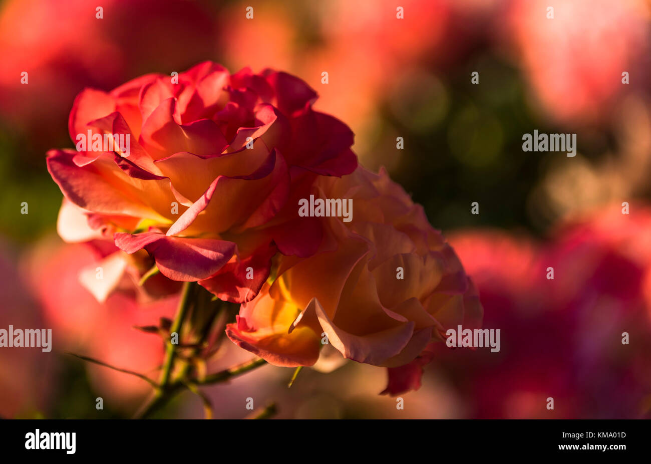 Closeup image of Roses in bloom Stock Photo
