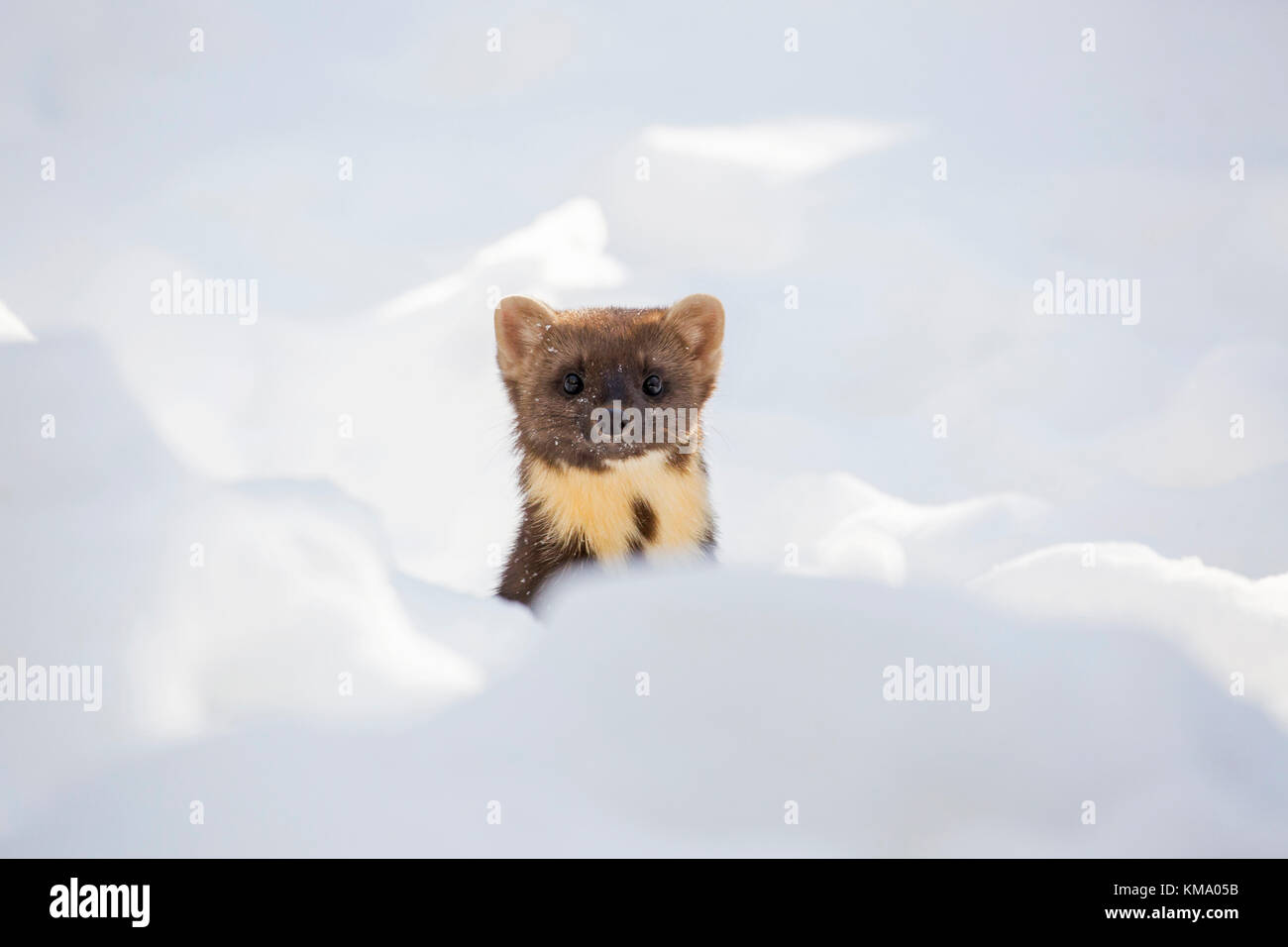 European pine marten (Martes martes) hunting in the snow in winter Stock Photo