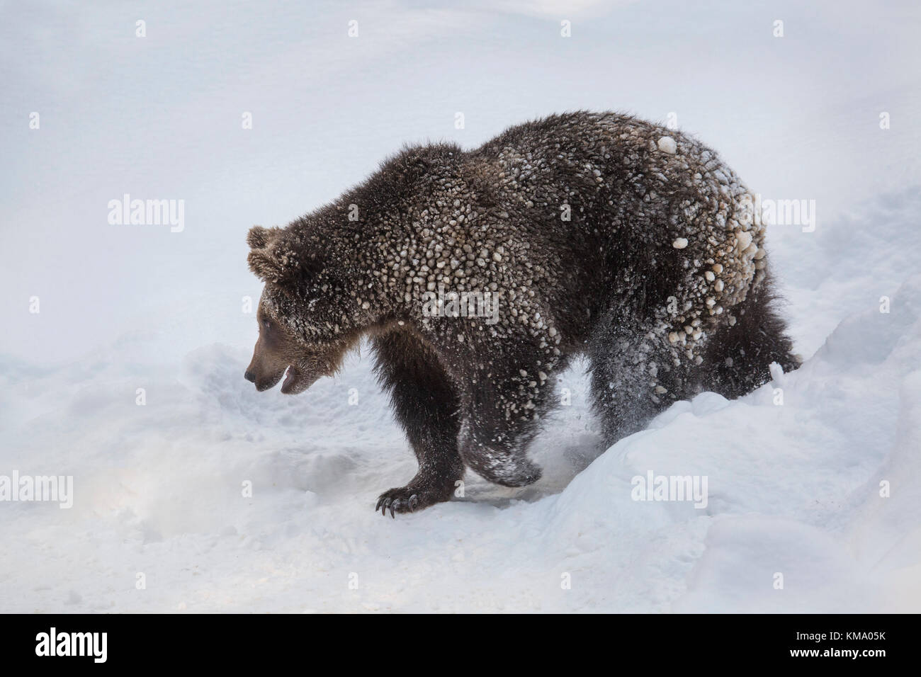 One year old brown bear cub (Ursus arctos arctos) foraging in the snow in winter Stock Photo