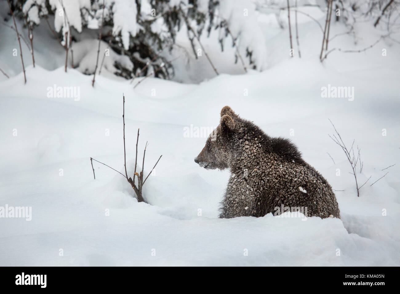 One-year old brown bear cub (Ursus arctos arctos) sitting in deep snow in forest in winter Stock Photo