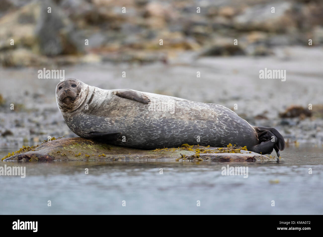 Common seal / harbour seal (Phoca vitulina) resting on rocky coast, Svalbard / Spitsbergen, Norway Stock Photo