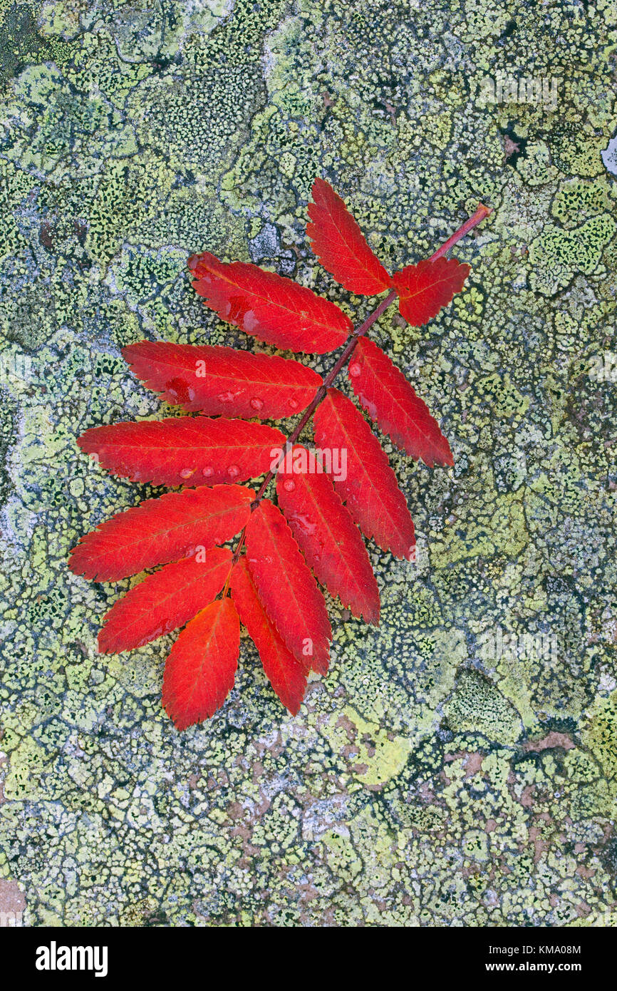 Rowan / mountain-ash (Sorbus aucuparia) fallen leaf in red autumn colours on rock covered in lichen Stock Photo