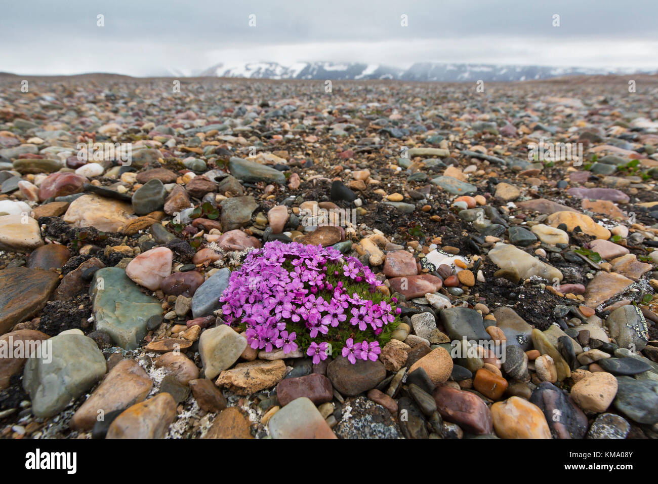 Moss campion / cushion pink (Silene acaulis) in flower in summer on the arctic tundra, Svalbard / Spitsbergen, Norway Stock Photo