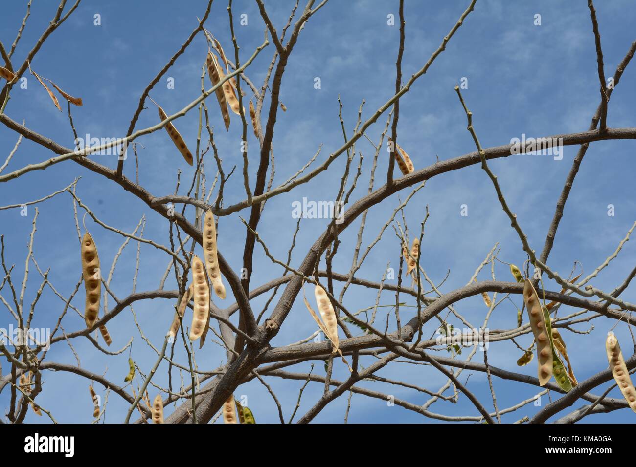 Dried Persian Silk Tree Julibrissin with Seed Pods Stock Photo