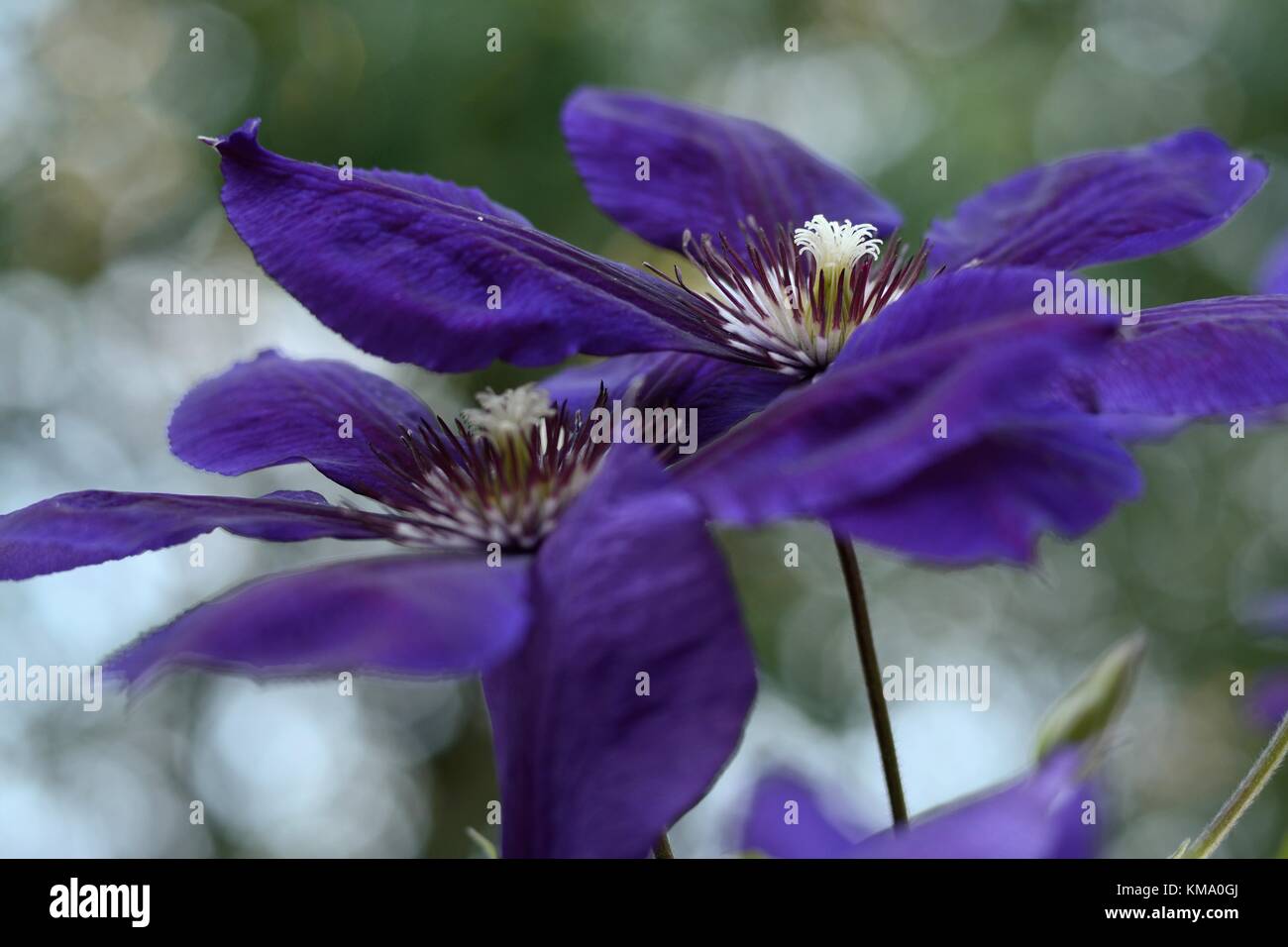 Late Large-flowered Clematis 'Jackmanii' Stock Photo