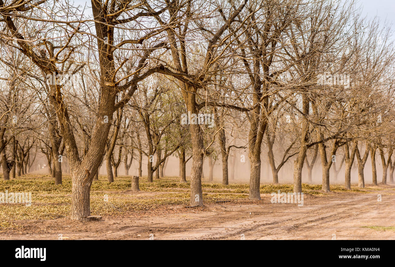 Carya illinoinensis winter hires stock photography and images Alamy