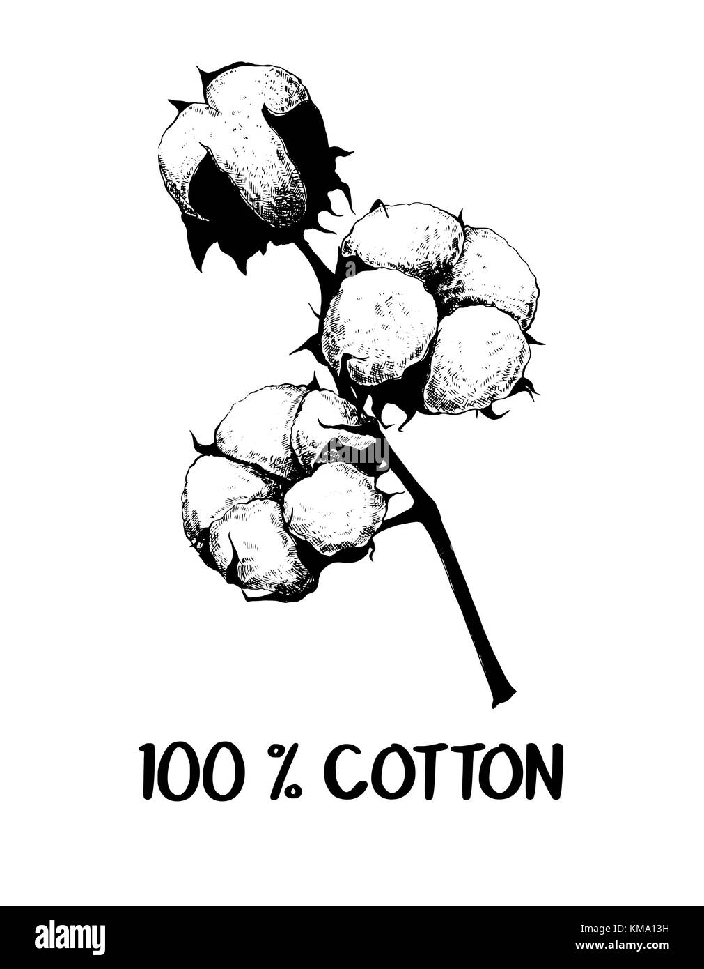 Hand drawn sketch style cotton plant. Vector illustration isolated on white background. Stock Vector