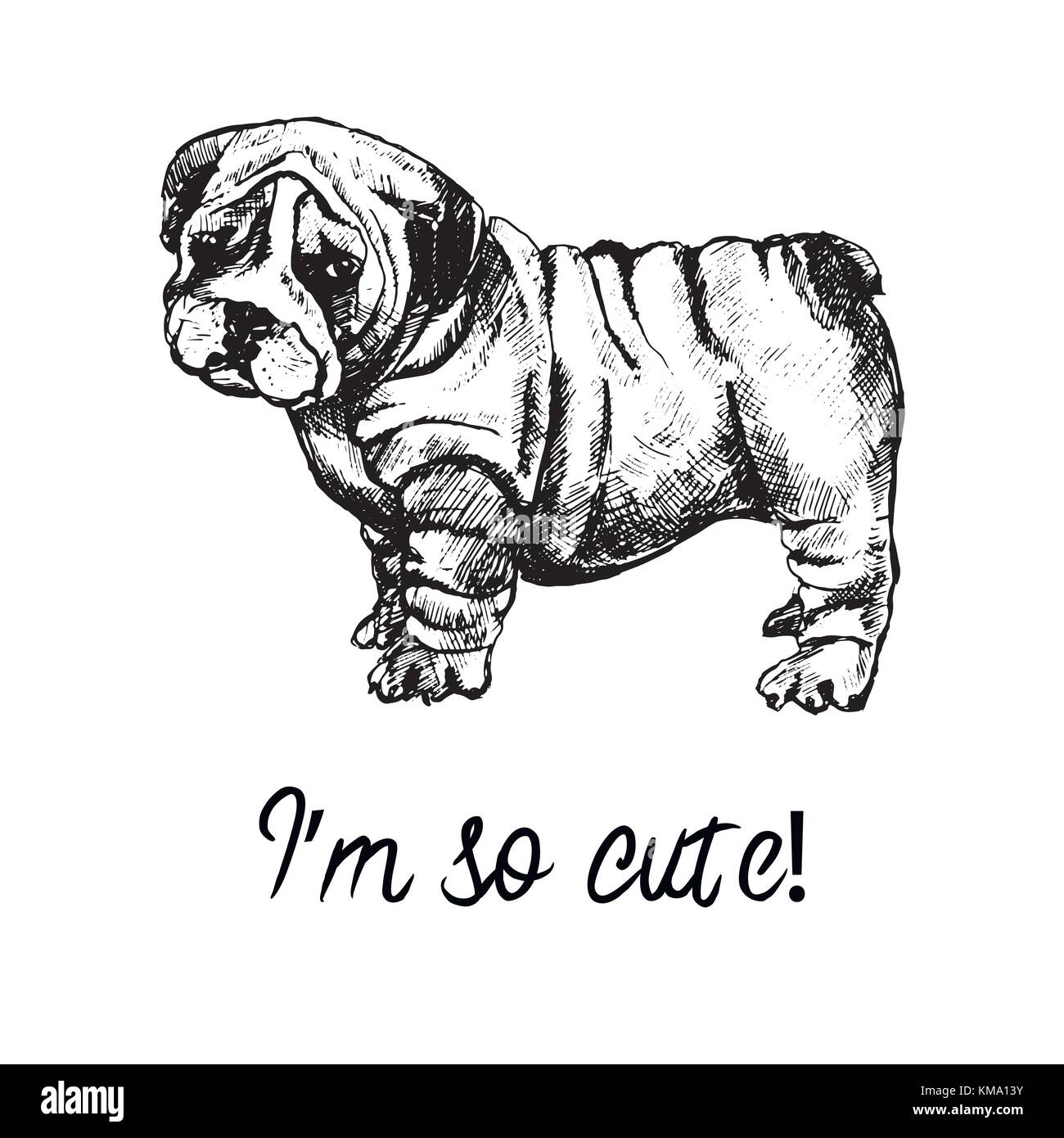 Hand drawn sketch style english bulldog puppy. Vector illustration isolated on white background. Stock Vector
