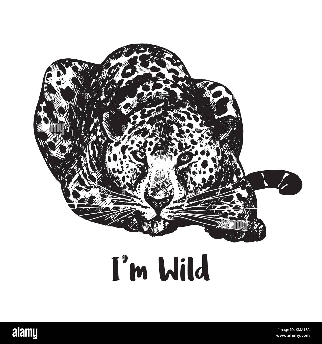 Hand drawn sketch style leopard. Vector illustration isolated on white ...