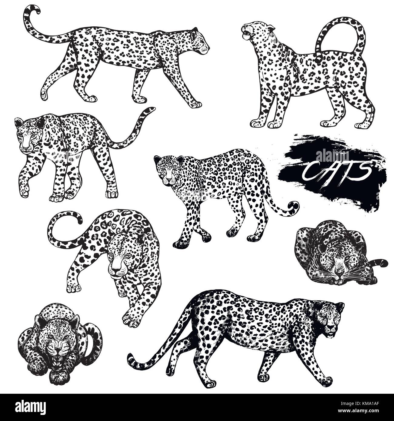 Set of hand drawn sketch style leopards. Vector illustration isolated