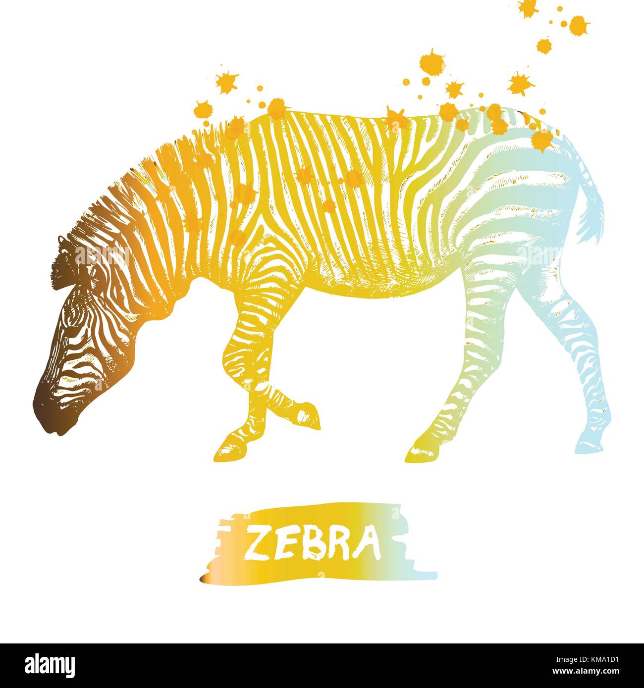 Hand drawn sketch of zebra. Vector illustration isolated on white background. Stock Vector