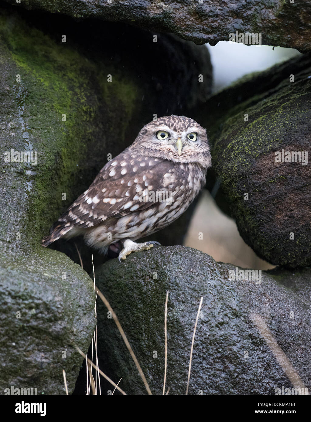 Little owl(captive) hiding from the rain, Stock Photo