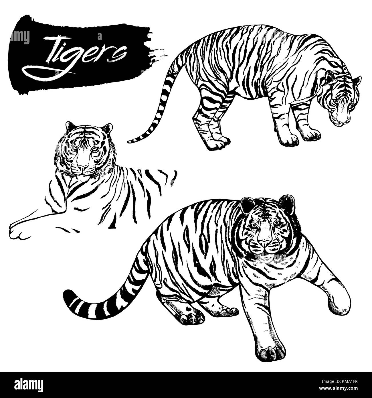 Hand drawn sketch style tigers. Vector illustration isolated on white ...