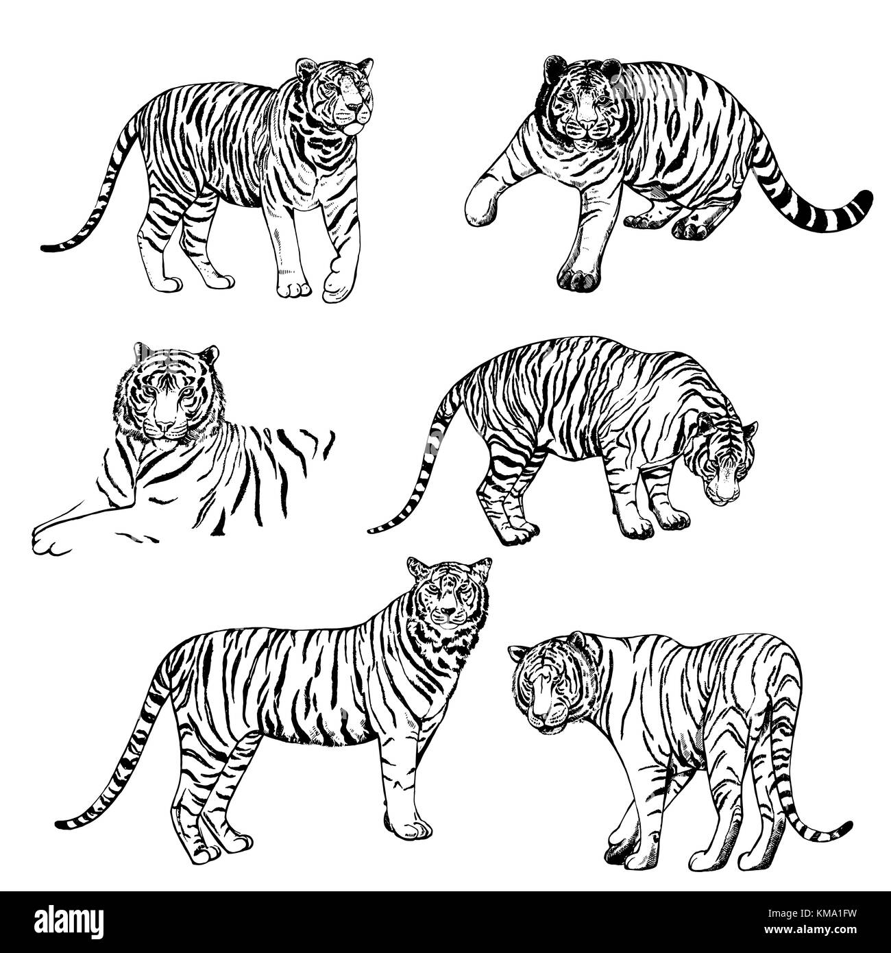 Hand drawn sketch style tigers. Vector illustration isolated on white ...