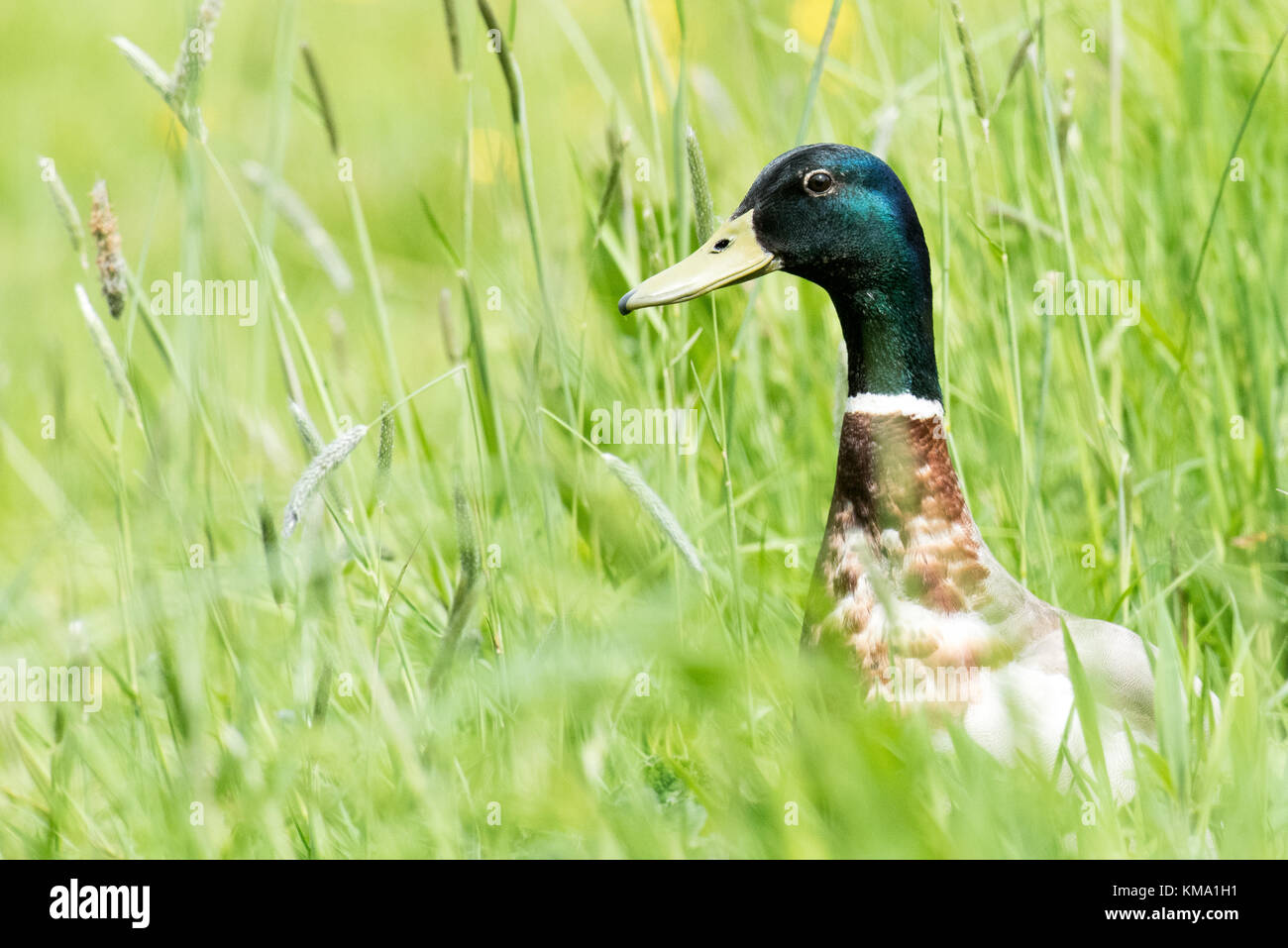 Mallard drake hiding in meadow grass Stock Photo