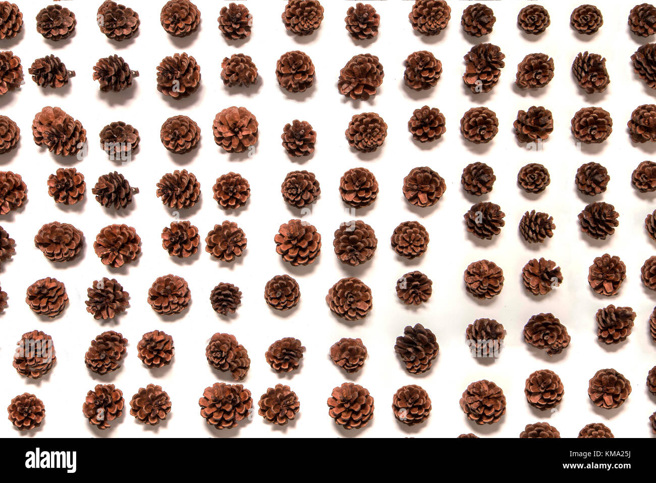 Aligned Christmas pine cones isolated on a white background Stock Photo ...