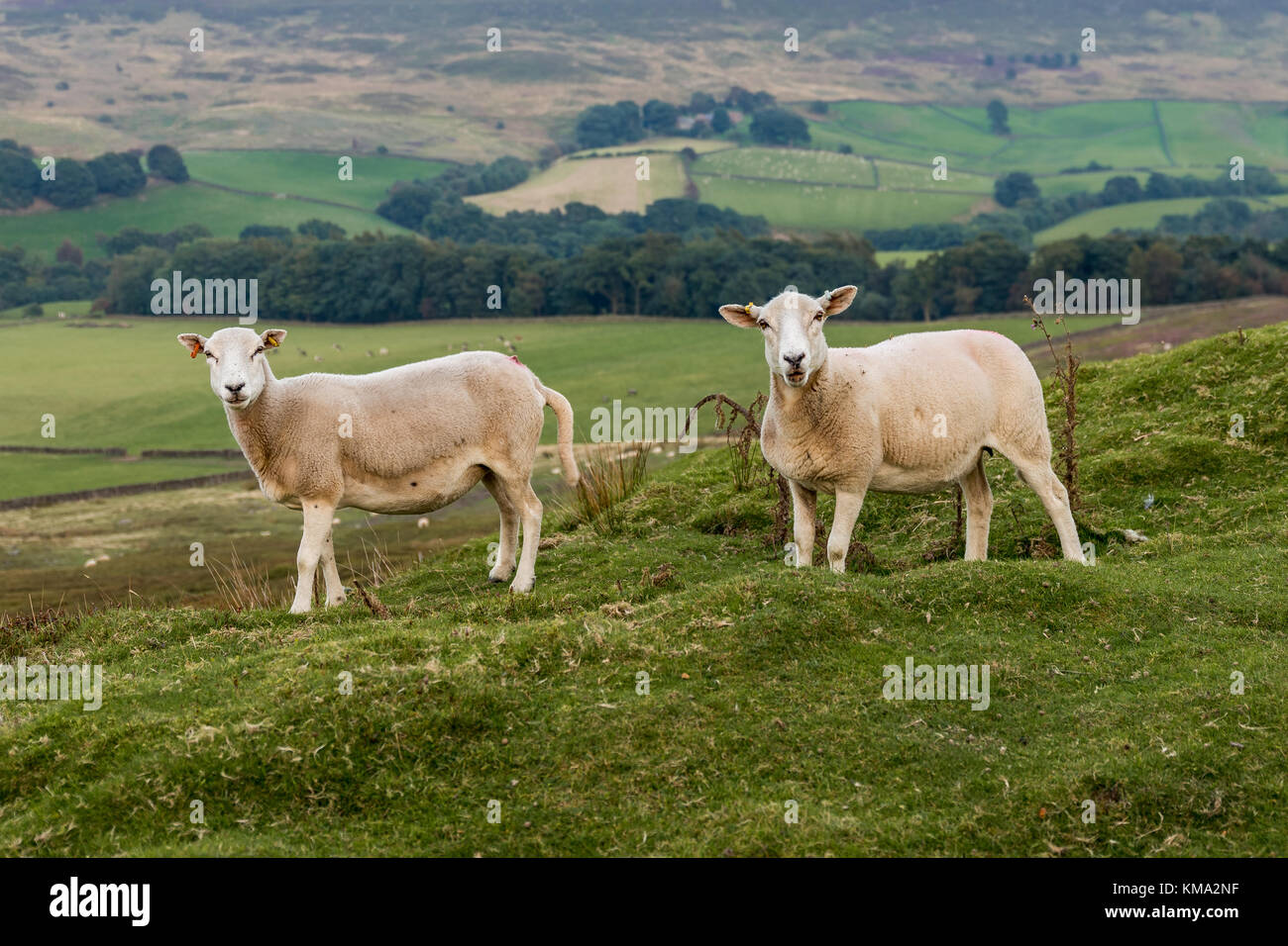 Two sheep in the North York Moors near Westerdale, North Yorkshire, UK Stock Photo