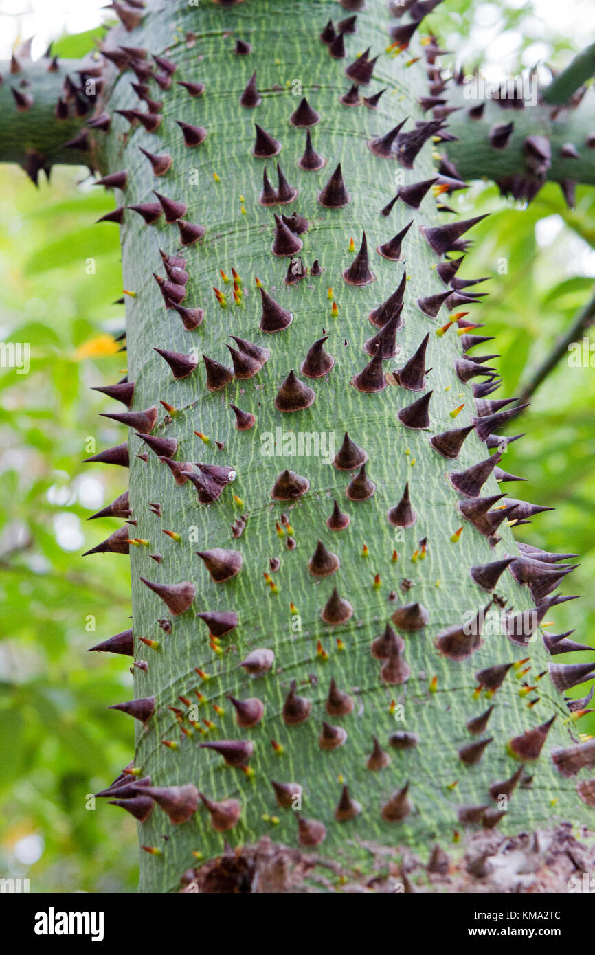 Ceiba tree, thorny trunk Stock Photo