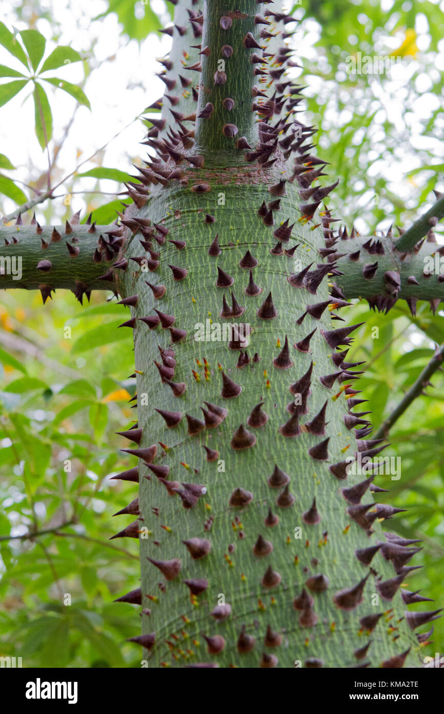 Ceiba tree, thorny trunk Stock Photo