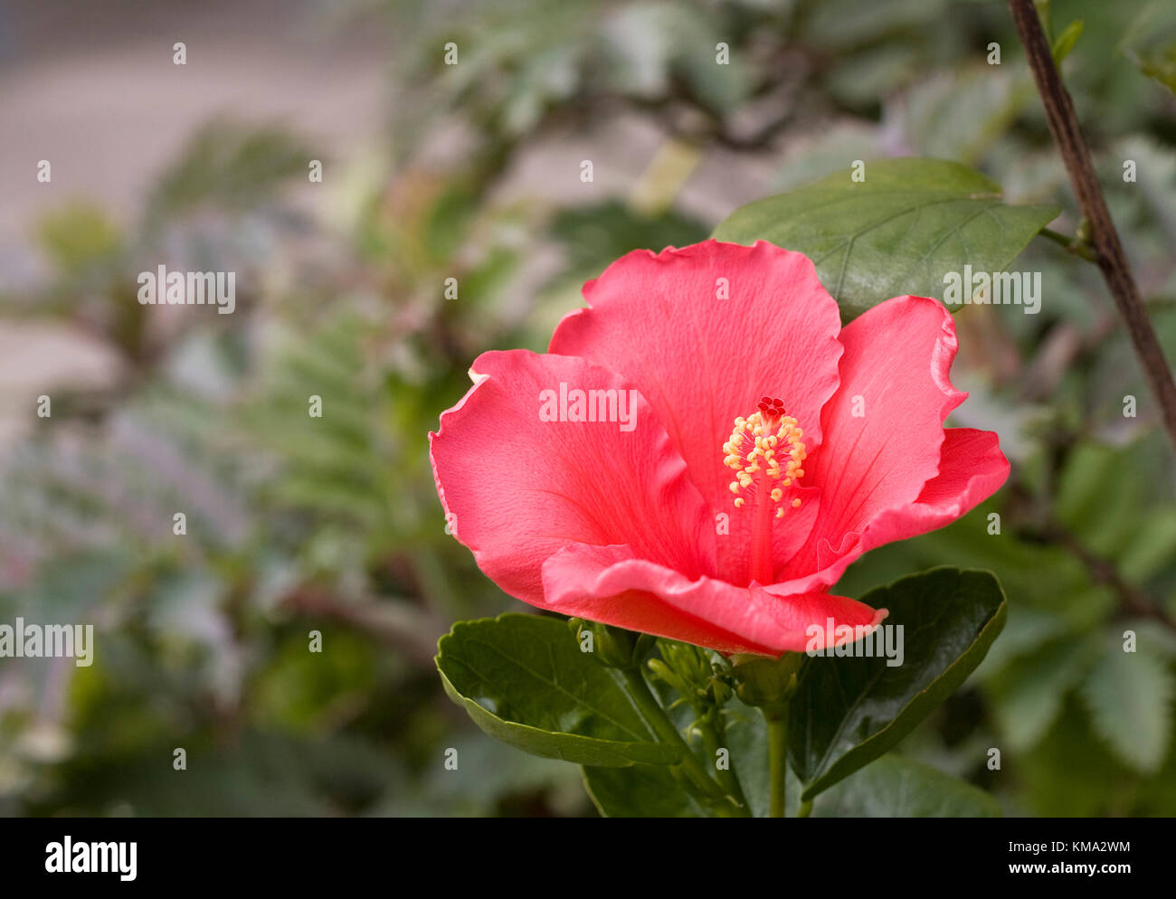 Hibiscus Rosa sinensis flower. Stock Photo